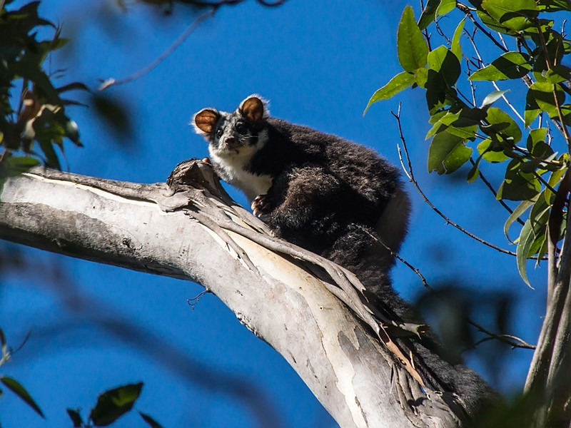 Scientists Discover Two New Marsupial Species in Australia