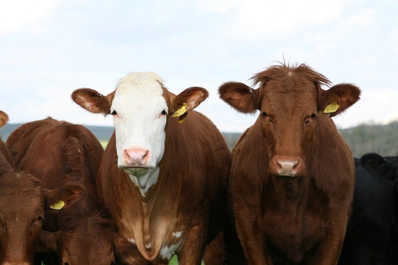 South Africa is Seeing a Brucellosis Outbreak in Cows, With Over 400 Infected