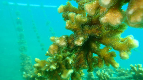 Scientists in Costa Rica Are Growing New Corals to Save Reefs