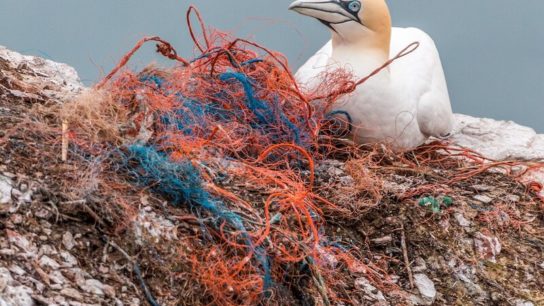 Up to a Million Tons of Ghost Fishing Nets Enter the Oceans Each Year- Study