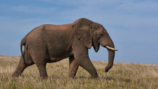 Large Herbivores are Facing the Greatest Risk of Extinction- Study