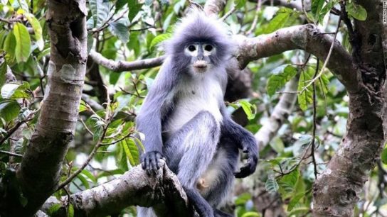 Newly-Discovered Primate in Myanmar ‘Already Facing Extinction’