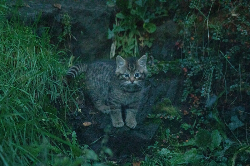 Critically Endangered Wildcat Kittens Born at Edinburgh Zoo