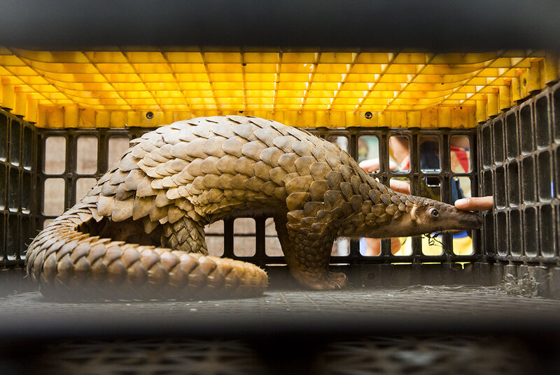 In China, Public Support Grows to Rein in the Wildlife Trade in the Wake of the Pandemic