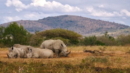 Uncertainty For African Rhinos Likely To Continue Into 2021- Foundation