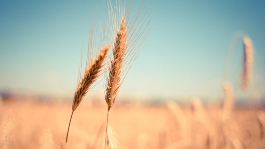 Researchers Create New Modified Wheat Which May Help Avert Global Food Crisis