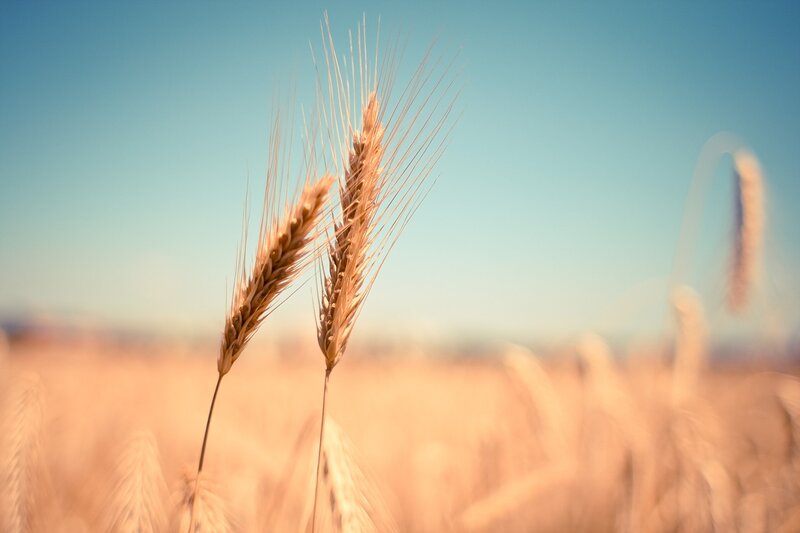 Researchers Create New Modified Wheat Which May Help Avert Global Food Crisis
