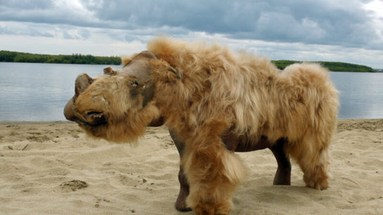 Why did the woolly rhino go extinct?