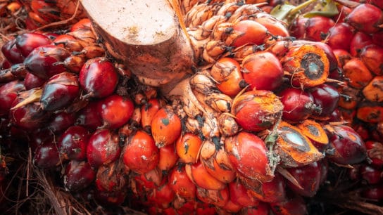 A New Synthetic Palm Oil Alternative Could Prevent Deforestation