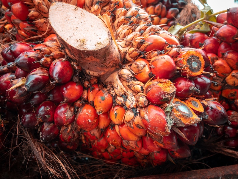 A New Synthetic Palm Oil Alternative Could Prevent Deforestation