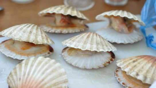 New York’s Famous Scallops Are Being Threatened by Parasites Caused by Climate Change