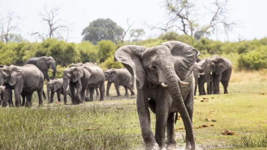 Ivory by any other name: Illegal trade thrives on eBay, study finds
