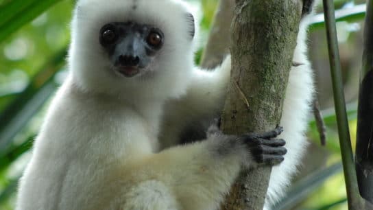 A Madagascar Forest Long Protected by its Remoteness is Now Threatened by it