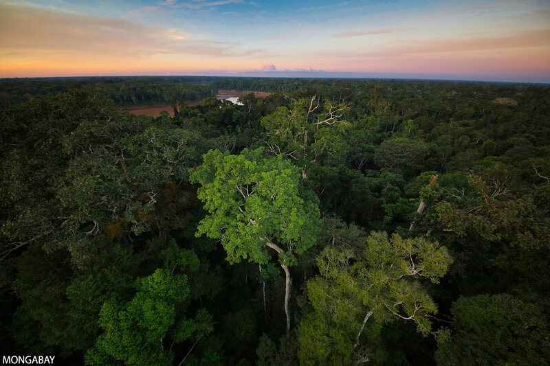 Rainforests: 11 Things to Watch in 2021
