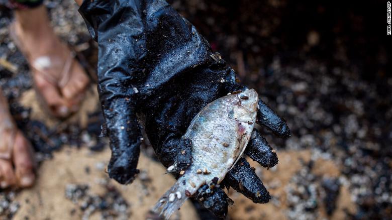 Mysterious Israel Oil Spill is a ‘Severe Ecological Disaster’