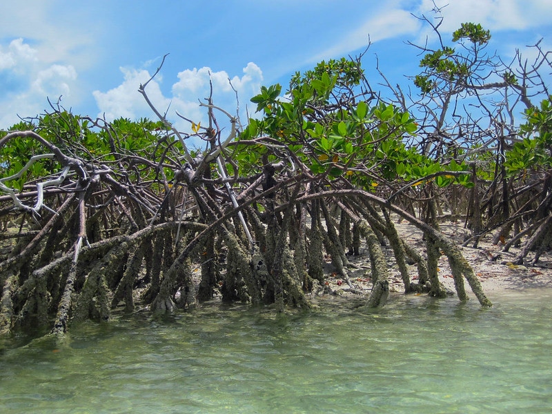 Investing in Mangrove Restoration Could Return USD$11.8Bn by 2040- Report