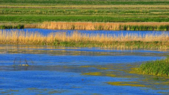 Researchers Urge Better Protection as Wetlands Continue to Vanish