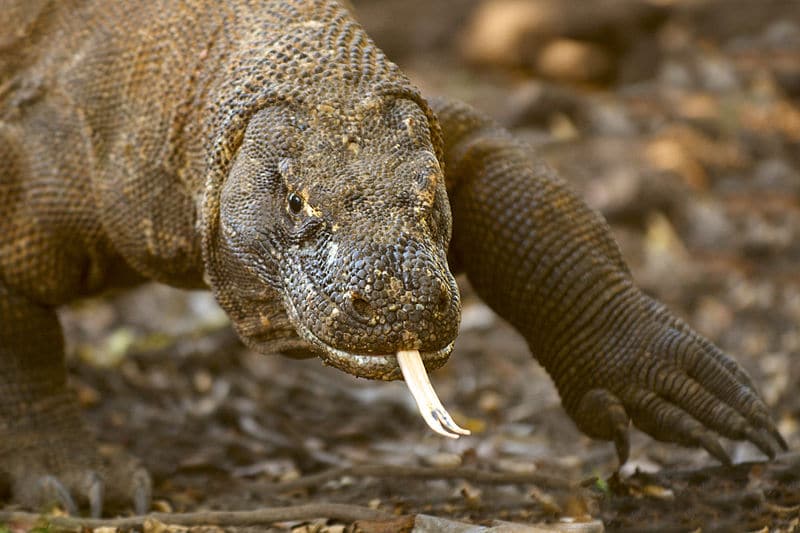 Plans to Build a Tourist Park in Indonesia Threaten the Endangered Komodo Dragon