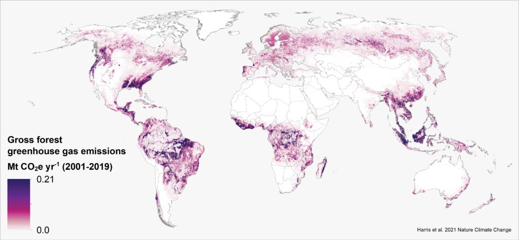 gross forest greenhouse gas emissions