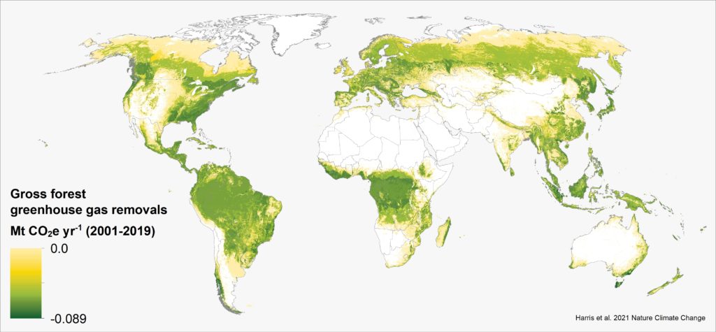 global gross forest cabon fluxes greenhouse removals