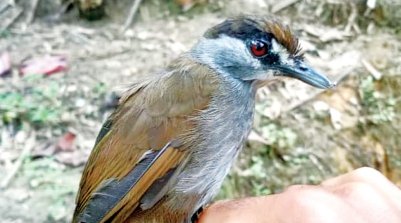 A Bird Believed to be Extinct Has Been Found in Indonesia