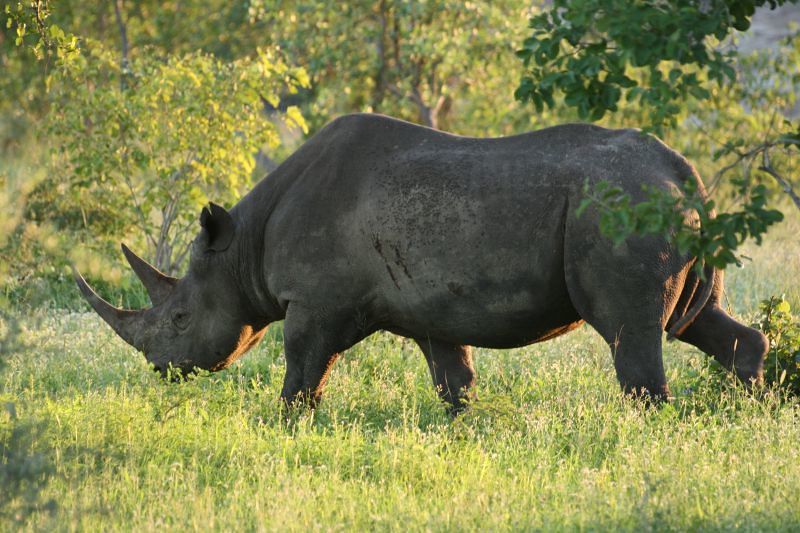 The World’s First Wildlife Bond Will Launch This Year, Focusing on Rhinos