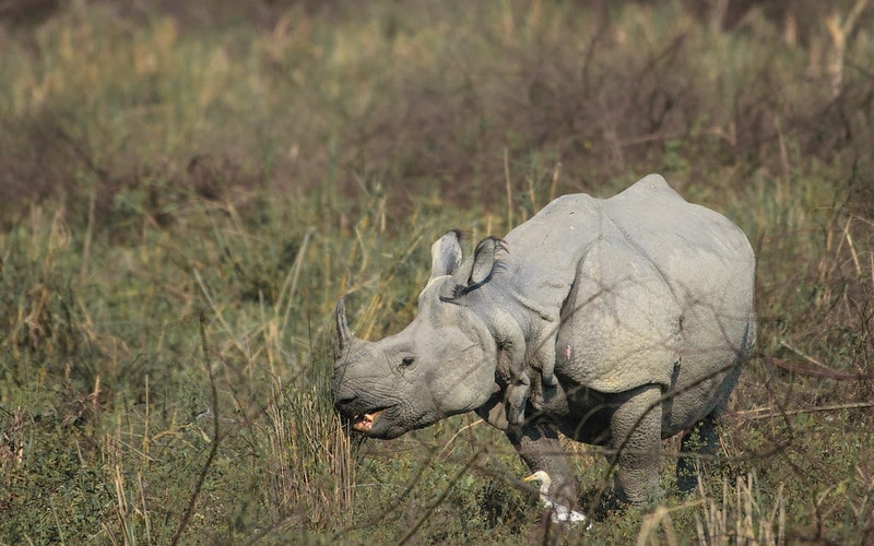 Rhinos are Thriving in an Indian National Park Thanks To Partnerships