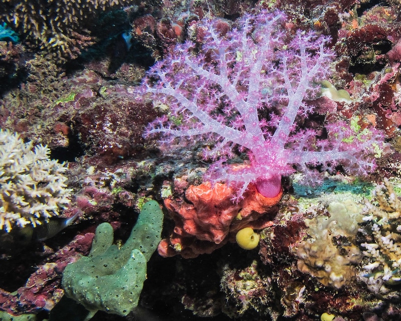 Corals in Fiji Are Bouncing Back After a Devastating Cyclone