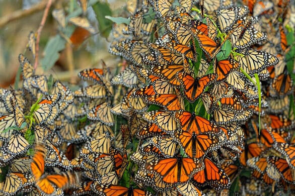 monarch butterfly california