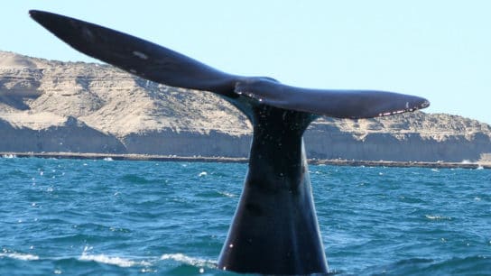 Endangered Right Whale Populations are Rebounding