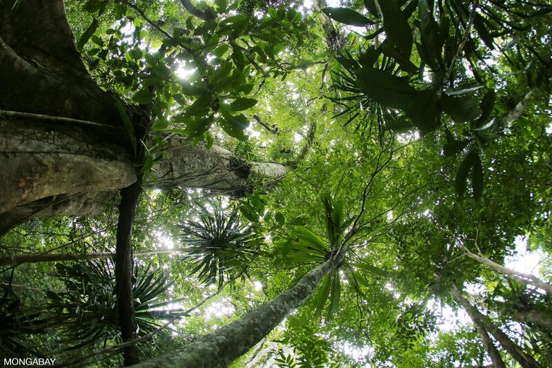 Governments, Companies Pledge USD$1 Billion For Tropical Forests