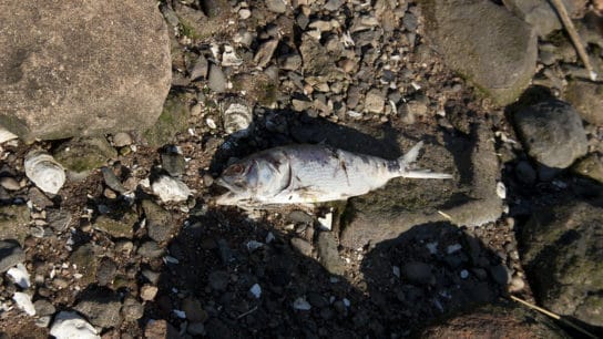 Long Island Sound Bunker Fish Die-Off: Scare or Success Story?