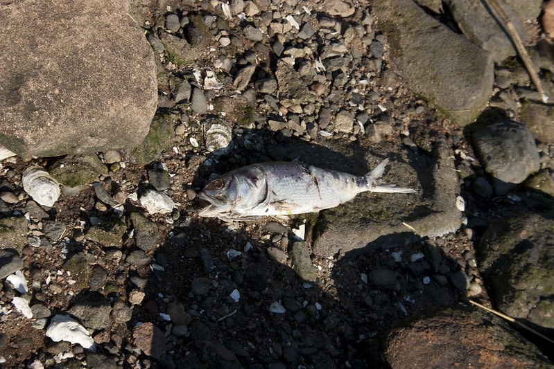 Long Island Sound Bunker Fish Die-Off: Scare or Success Story?