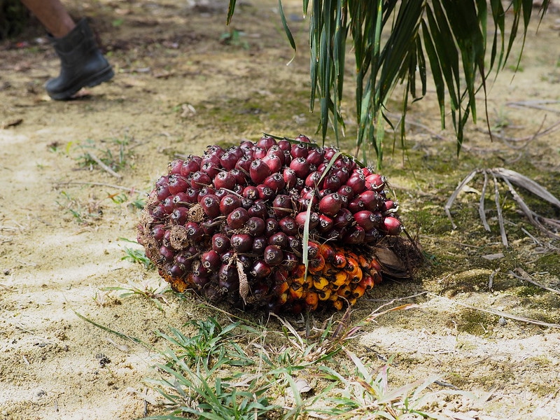 Sri Lanka to Ban Palm Oil Imports, Raze Plantations Over Environmental Concerns