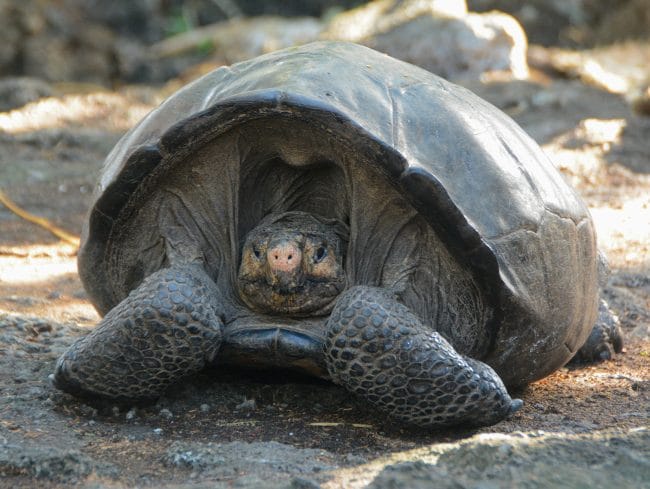 Galapagos Giant Tortoise Rediscovery Confirmed After Being ‘Extinct’ For 112 Years
