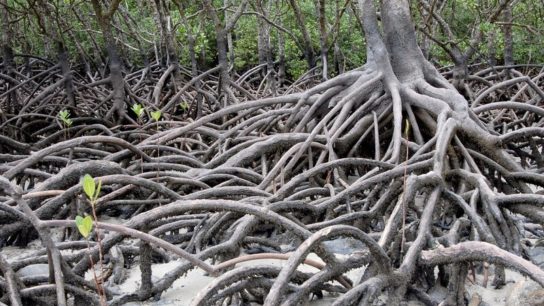 At the Southern Tip of Vietnam, Mangroves Defend the Land From the Encroaching Sea