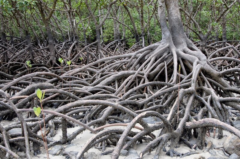 At the Southern Tip of Vietnam, Mangroves Defend the Land From the Encroaching Sea