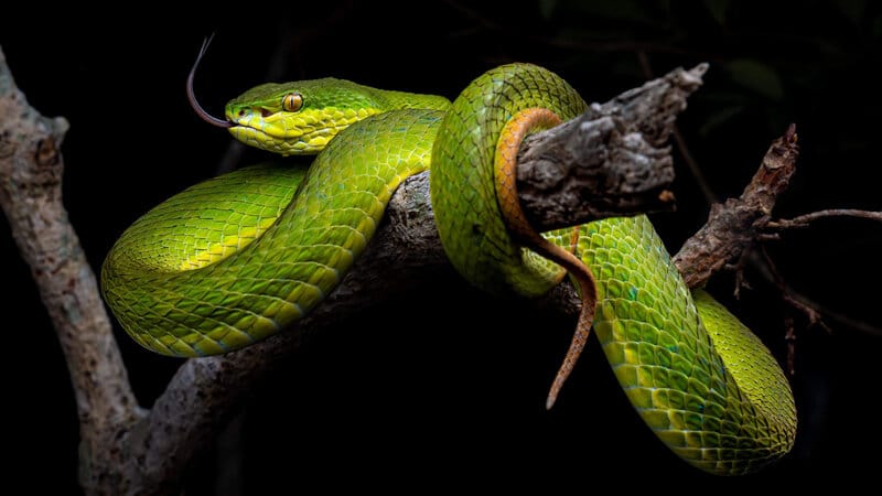 How Can We Protect Hong Kong Snakes From Industrial Development?