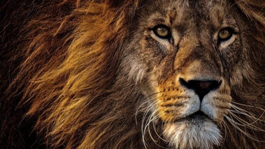 Lion Breeding Will End in South Africa