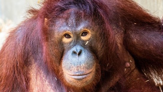 The Project Working to Provide a Lifeline For Trafficked Orangutans