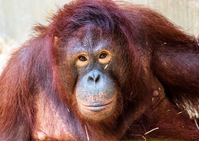The Project Working to Provide a Lifeline For Trafficked Orangutans