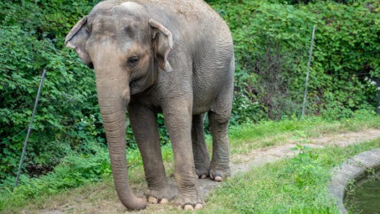 The Case for ‘Freeing’ Happy the Elephant to be Heard by the New York Court of Appeals
