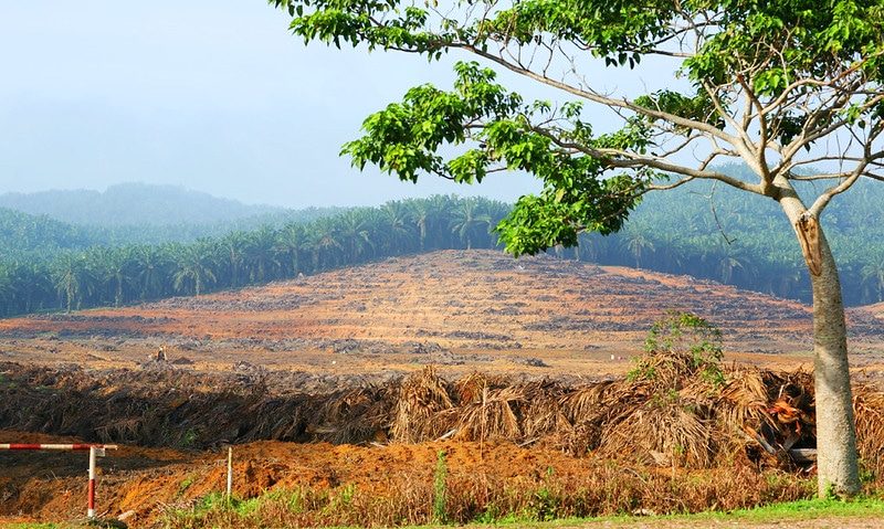 Belgium Bans Biofuels Made From Palm Oil, Soy