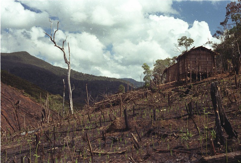 Banks Increased Deforestation-Linked Investments By $8B During COVID-19: Report