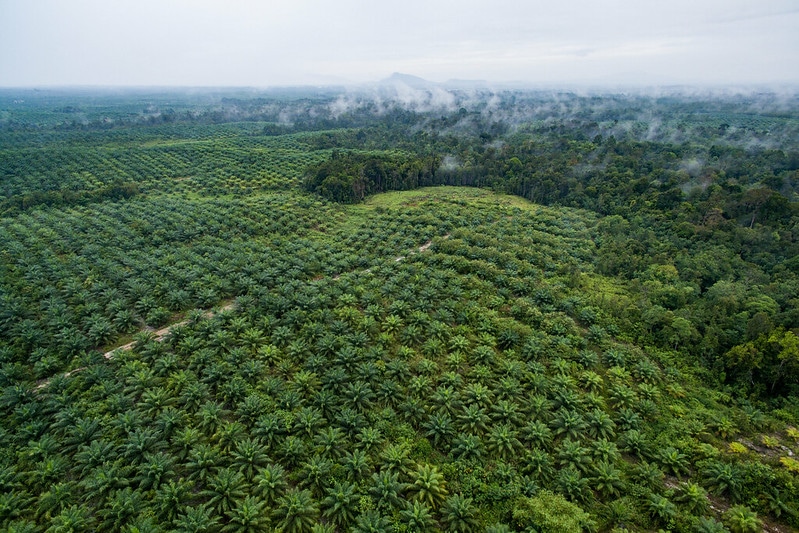 Oil Palm Plantations a ‘Threat to Global Health,’ Says Study on Outbreaks
