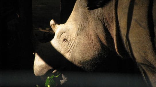 Development of Third Sumatran Rhino Sanctuary Advances to Save Species