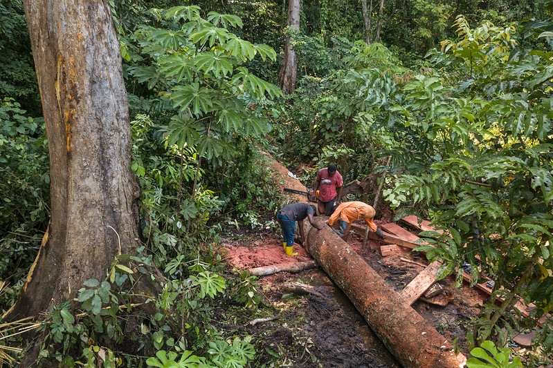 Deforestation Intensifies in Northern DRC Protected Areas