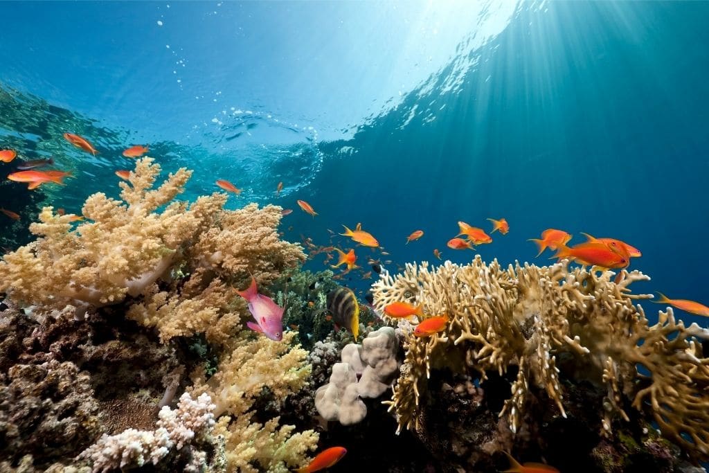 5 Things You Can Do to Save the Ocean