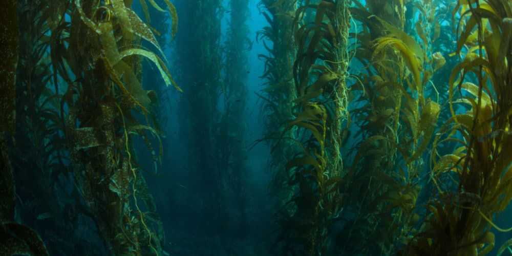 bull kelp forest