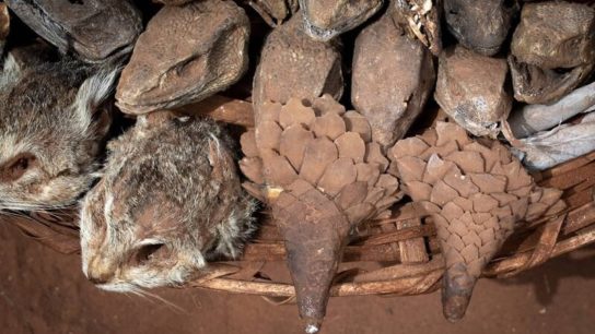 Pandemics and Pangolins: The Use of Wild Animal Parts in Traditional Medicine